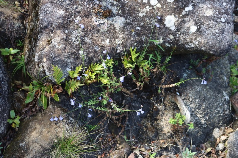 Lobelia blantyrensis