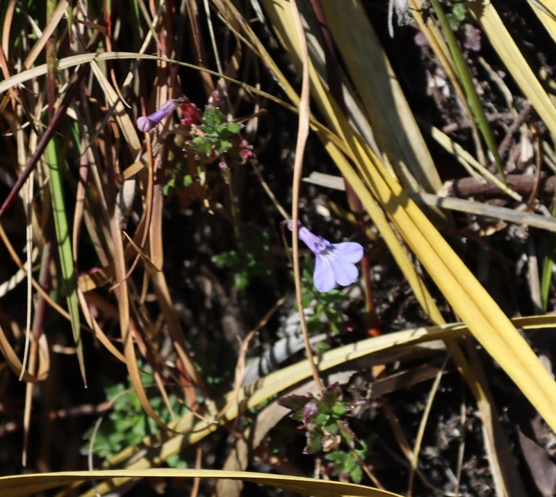 Lobelia blantyrensis photo 2
