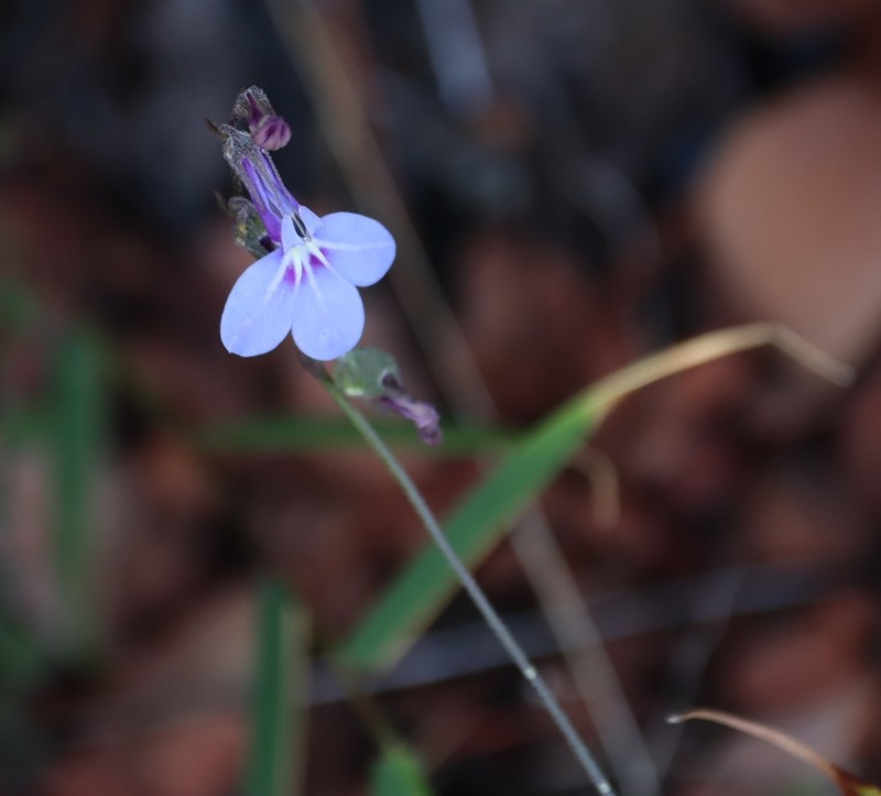 Lobelia blantyrensis photo 3