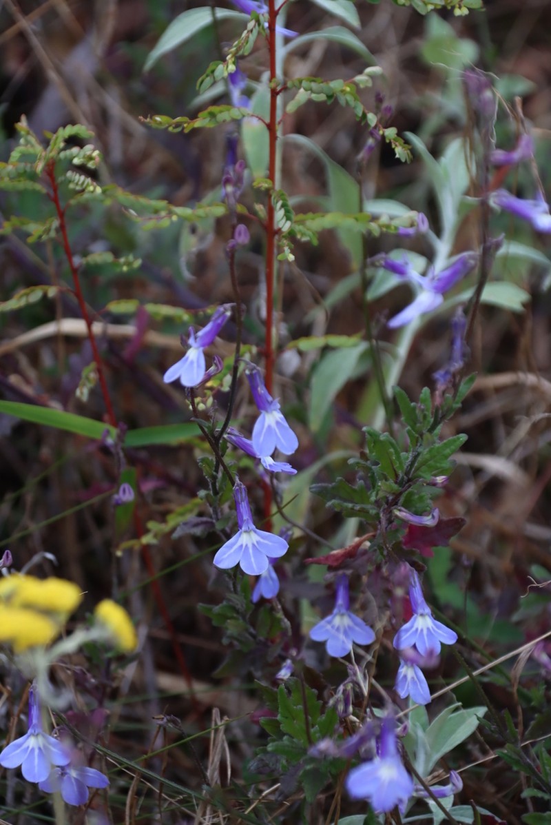 Lobelia blantyrensis photo 4