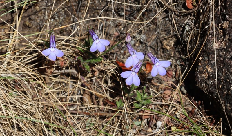 Lobelia blantyrensis photo 6