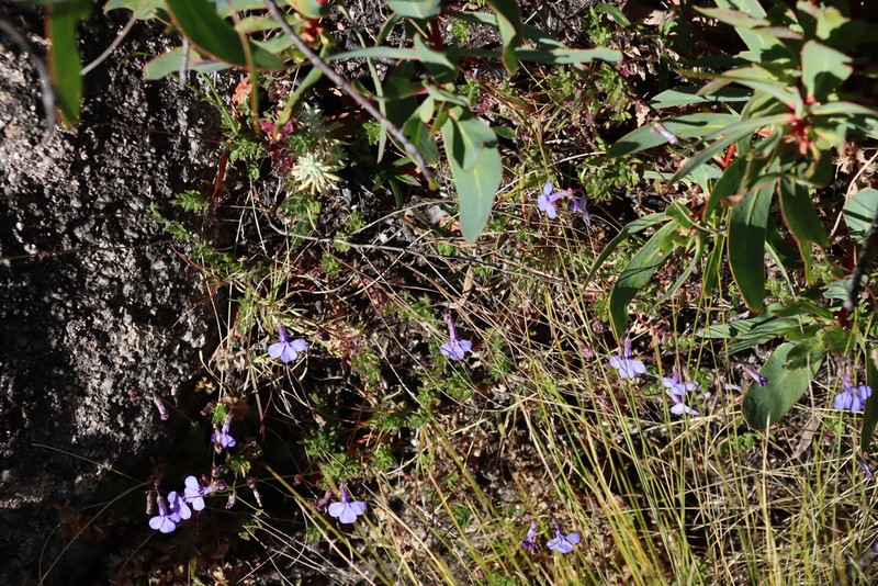 Lobelia blantyrensis photo 7