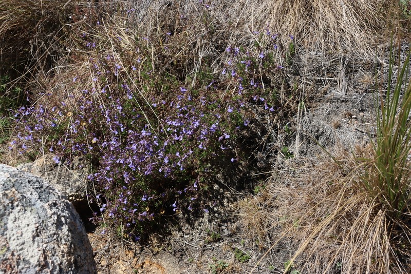 Lobelia blantyrensis photo 8