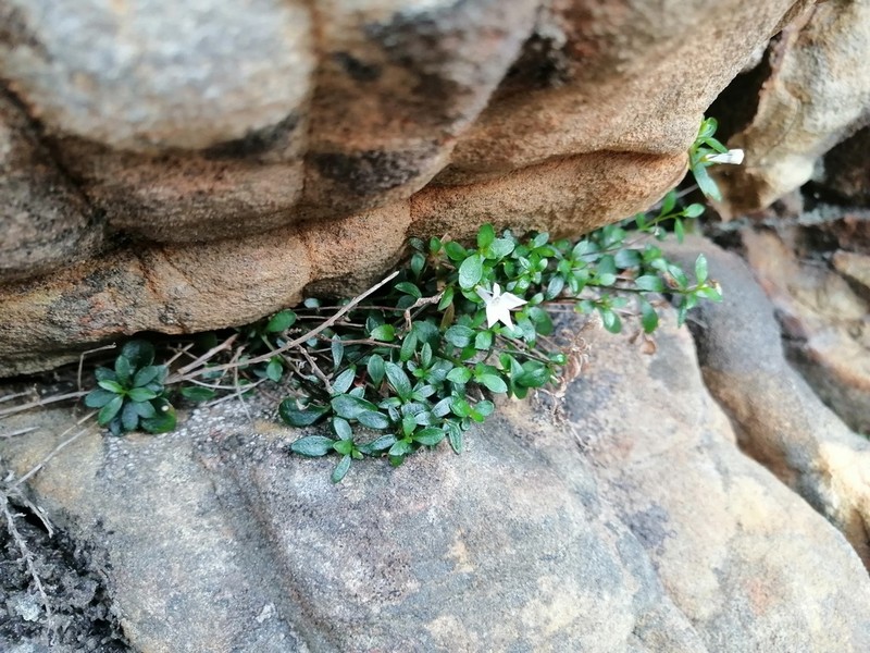 Lobelia boivinii