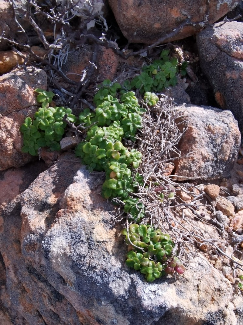 Lobelia boivinii photo 2
