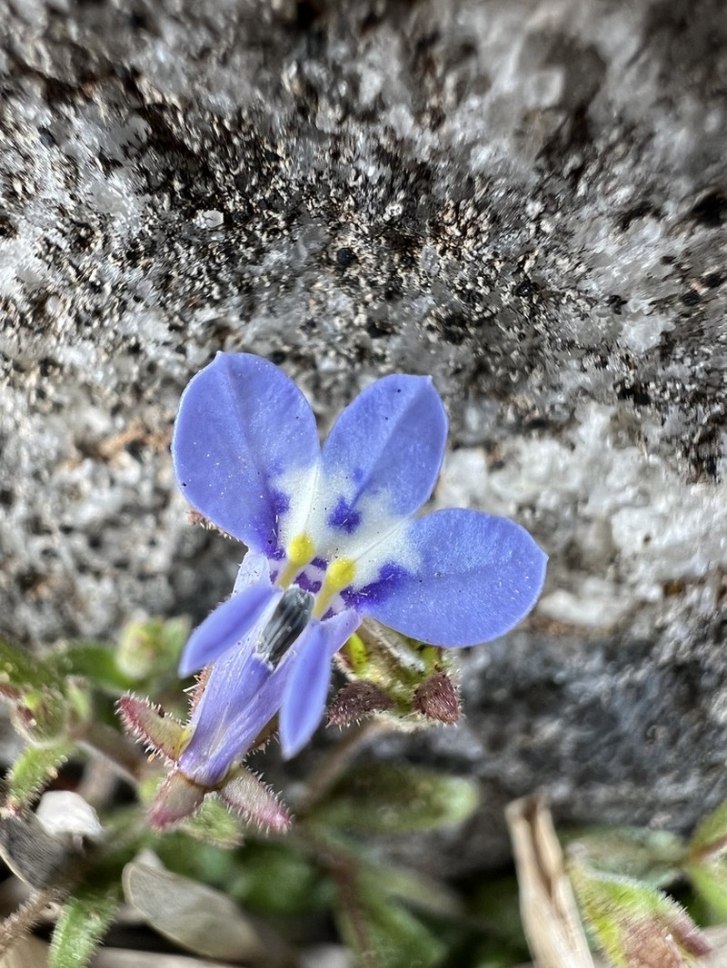 Lobelia boivinii photo 4