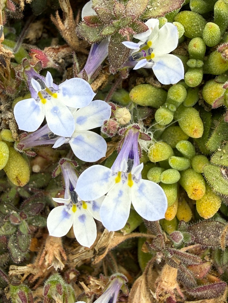 Lobelia boivinii photo 5