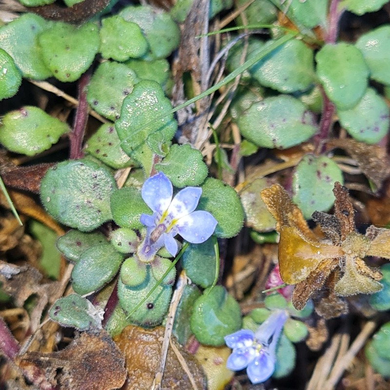 Lobelia boivinii photo 6