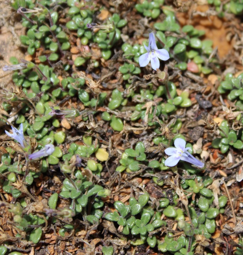Lobelia boivinii photo 8