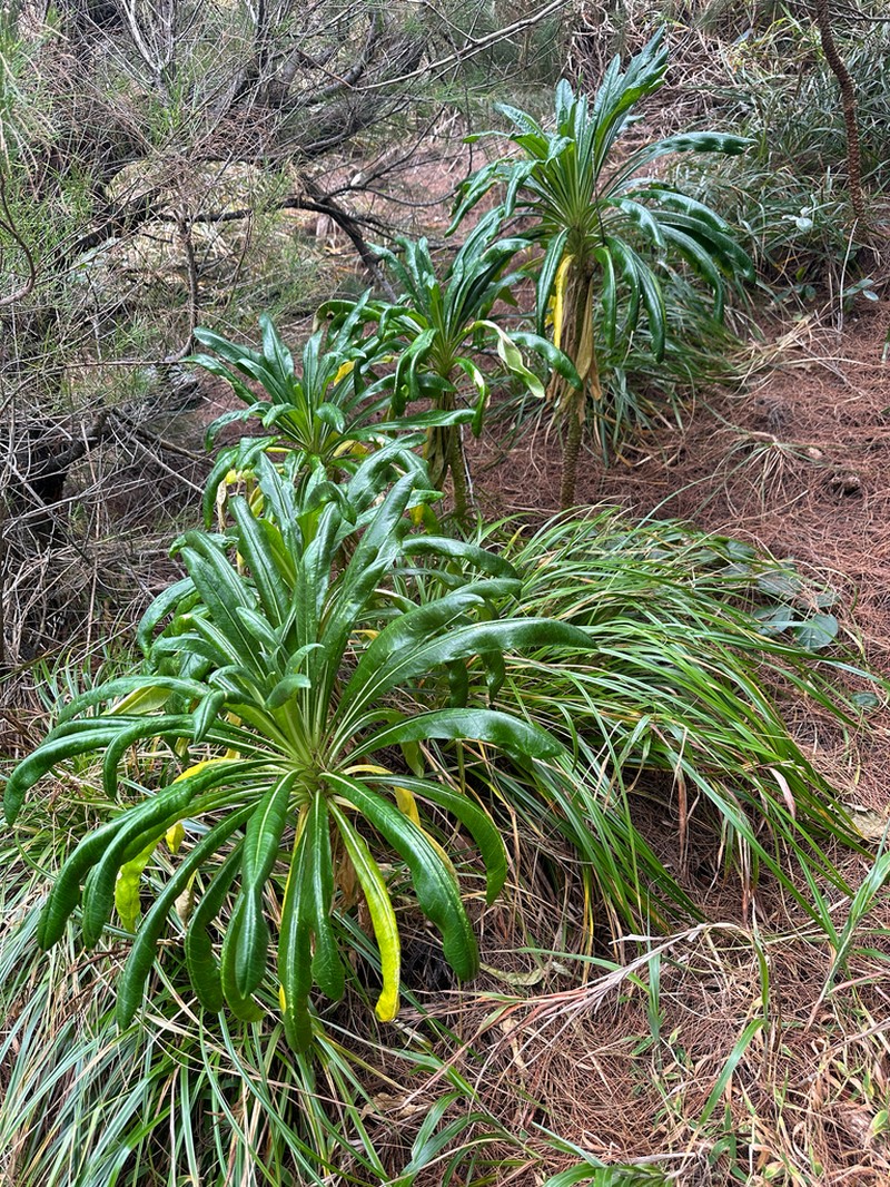 Lobelia boninensis photo 2