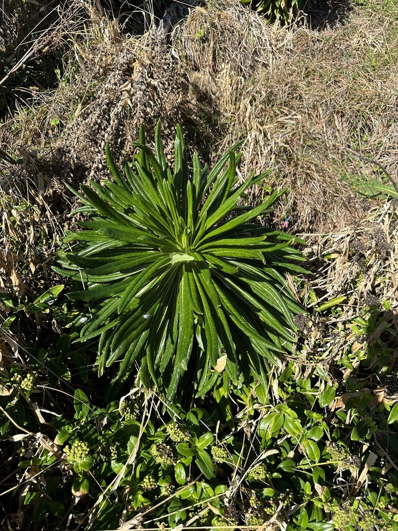 Lobelia boninensis photo 3