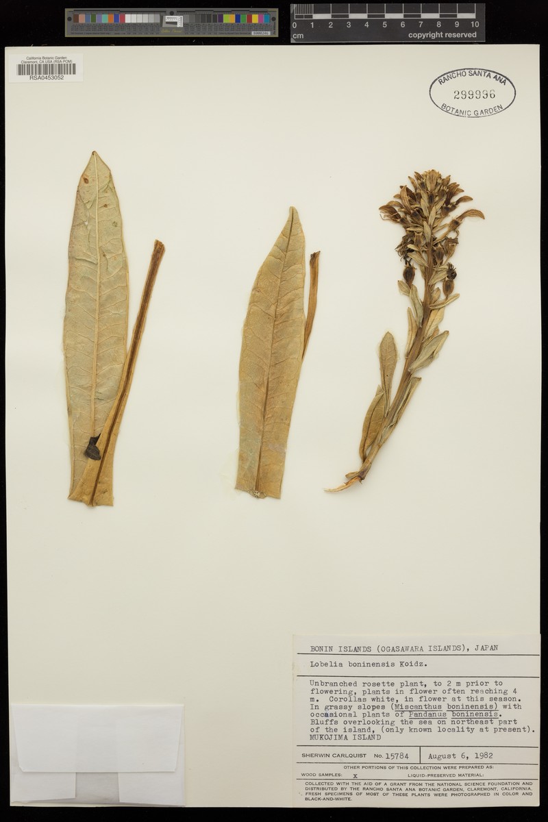 Lobelia boninensis photo 5