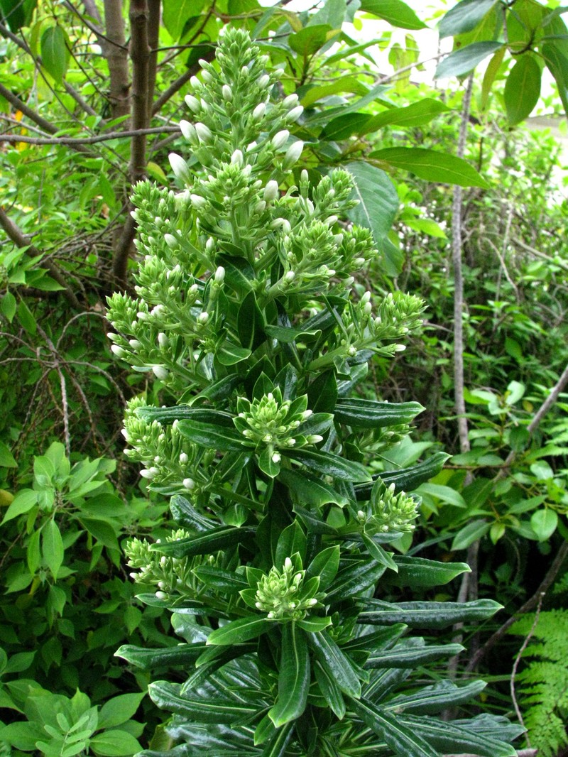 Lobelia boninensis