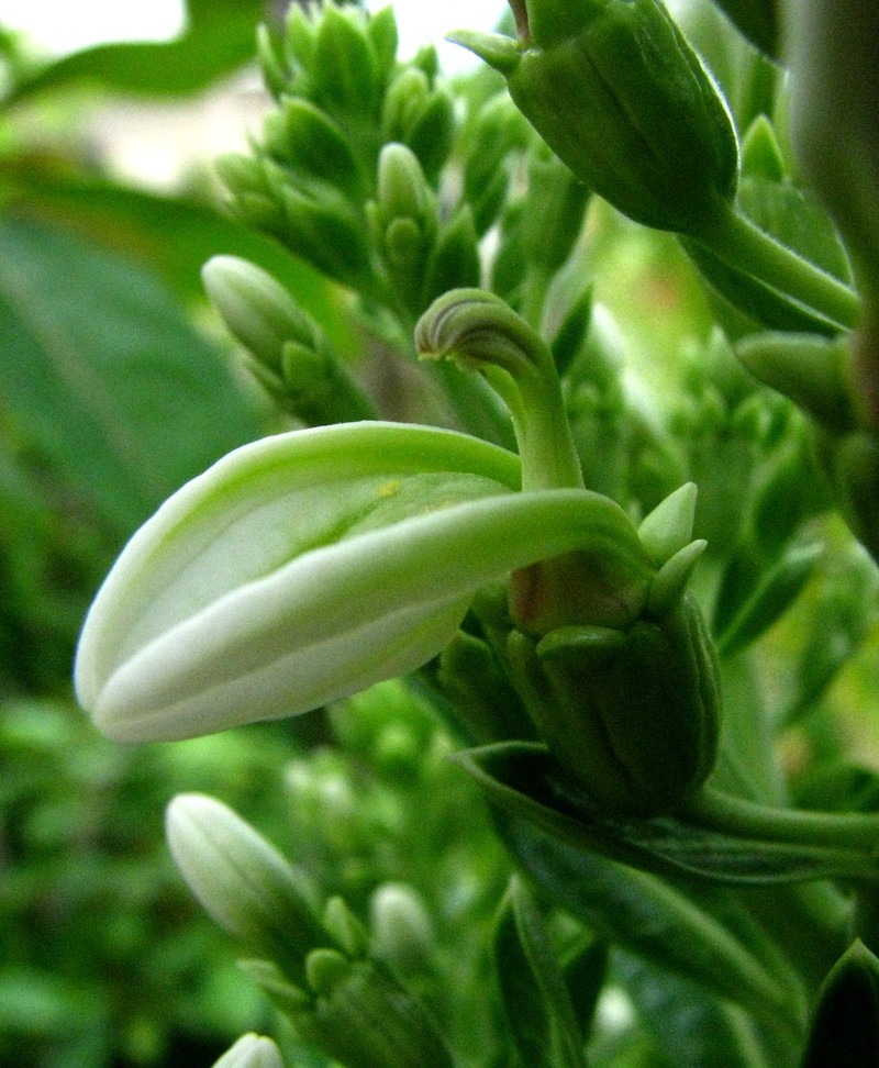 Lobelia boninensis photo 8