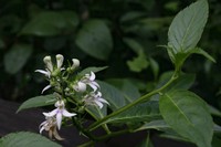 Lobelia borneensis