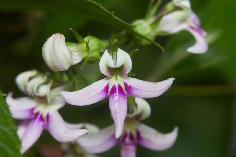 Lobelia borneensis photo 2