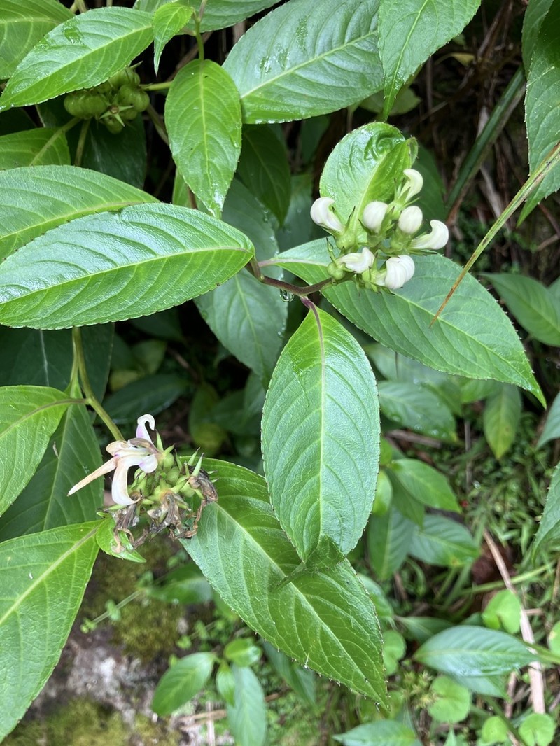 Lobelia borneensis photo 3