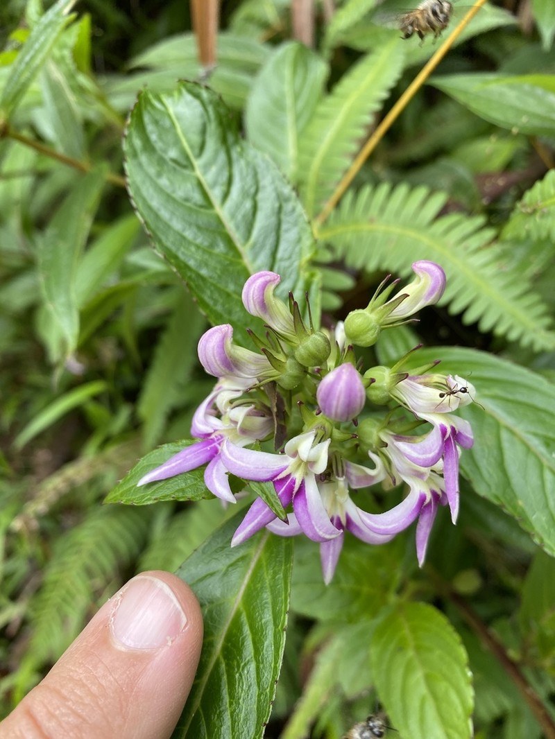 Lobelia borneensis photo 4