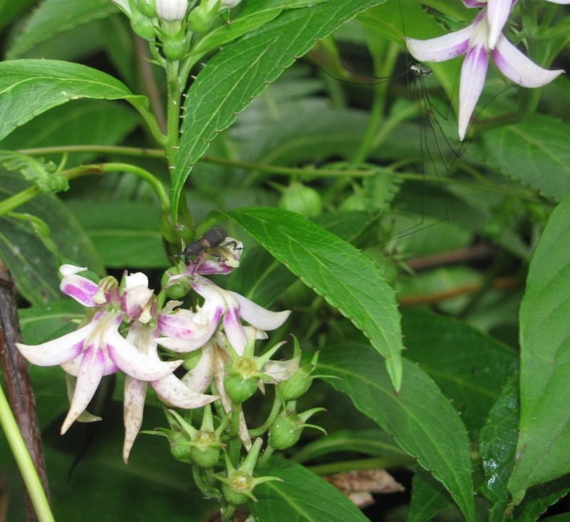Lobelia borneensis photo 5