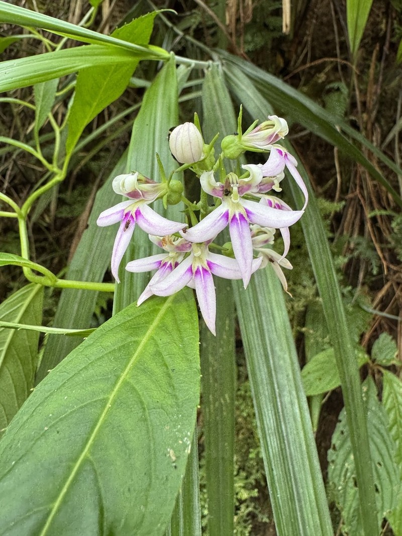 Lobelia borneensis photo 6