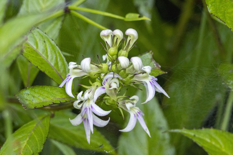 Lobelia borneensis photo 7