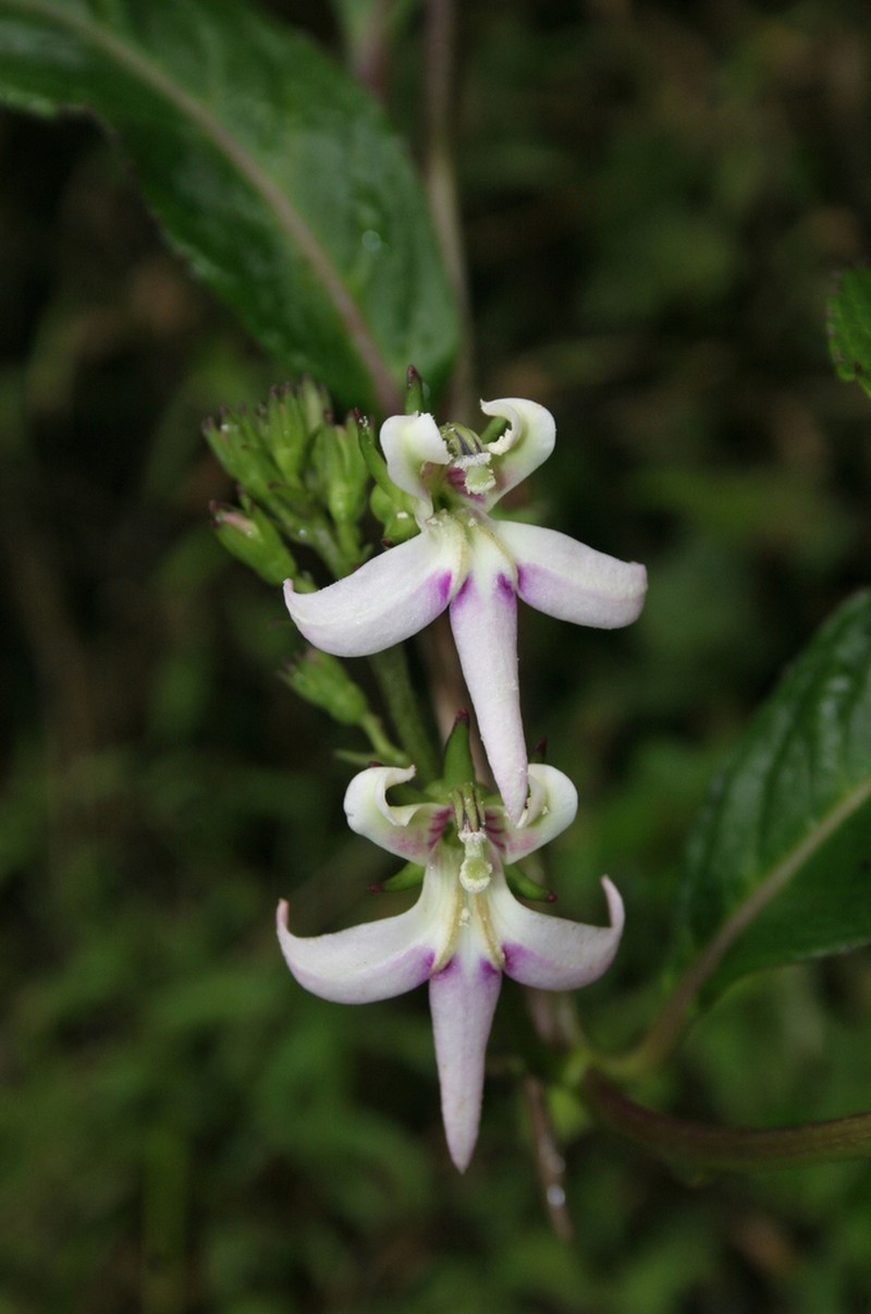 Lobelia borneensis photo 8