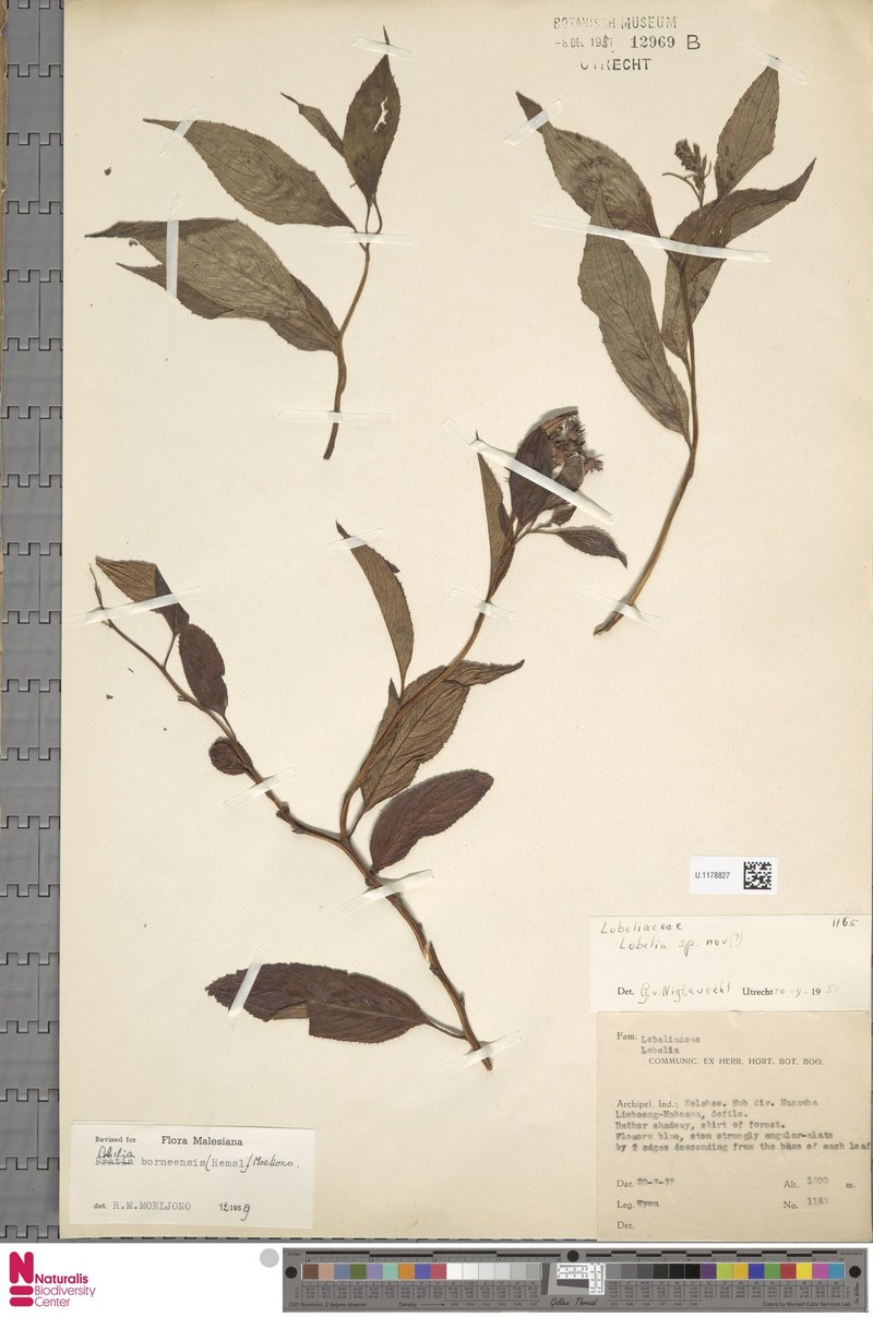 Lobelia borneensis subsp. celebensis