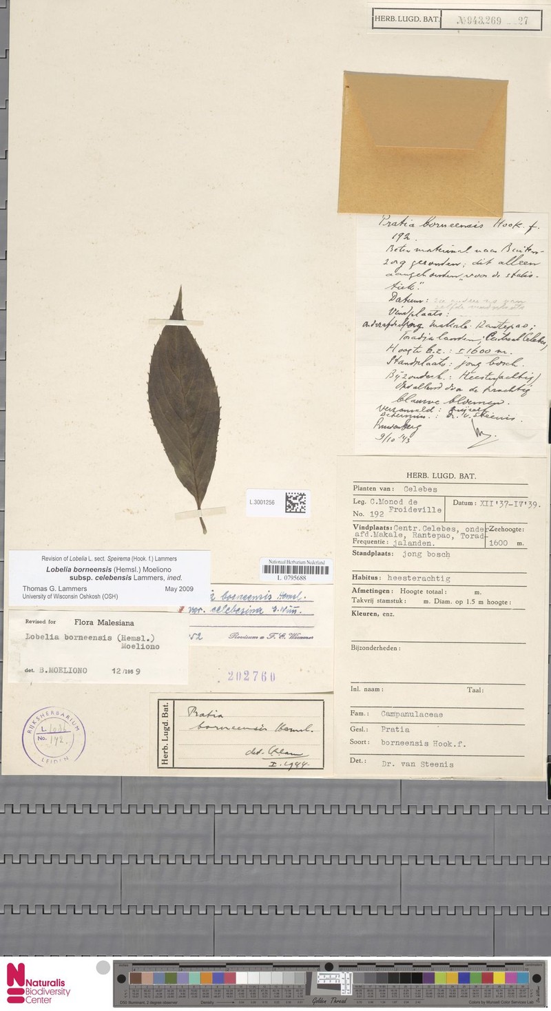 Lobelia borneensis subsp. celebensis photo 2