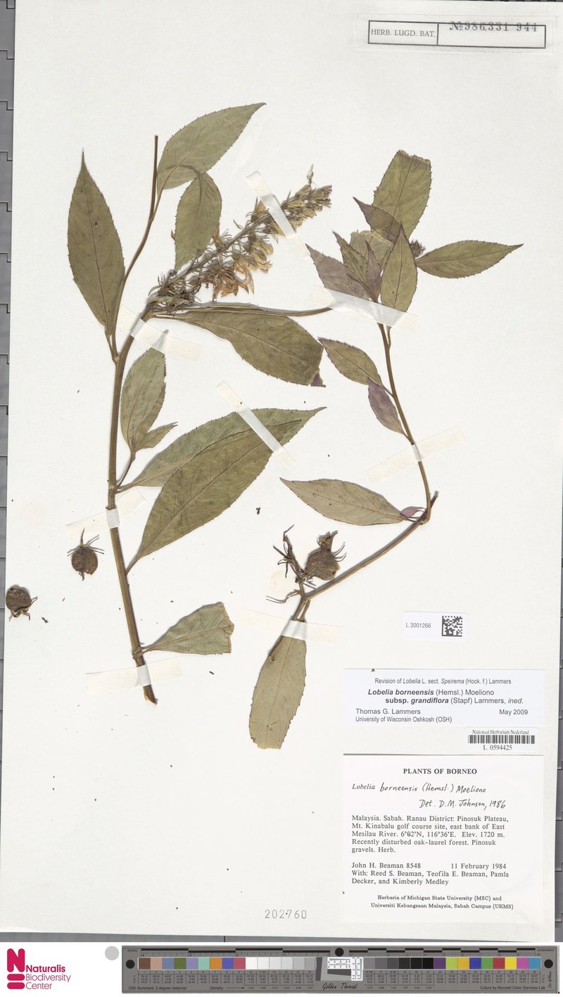 Lobelia borneensis subsp. grandiflora