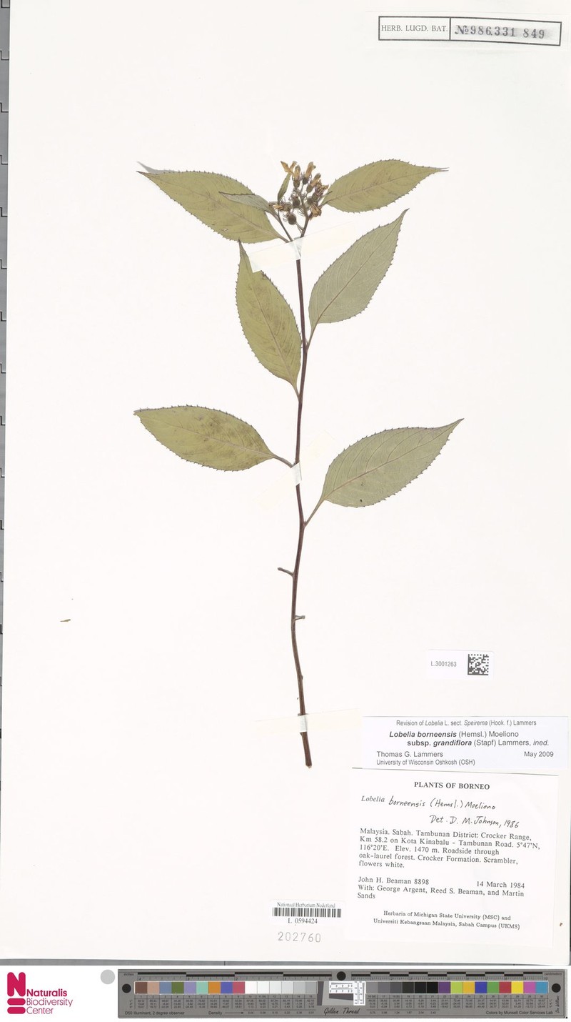 Lobelia borneensis subsp. grandiflora photo 2