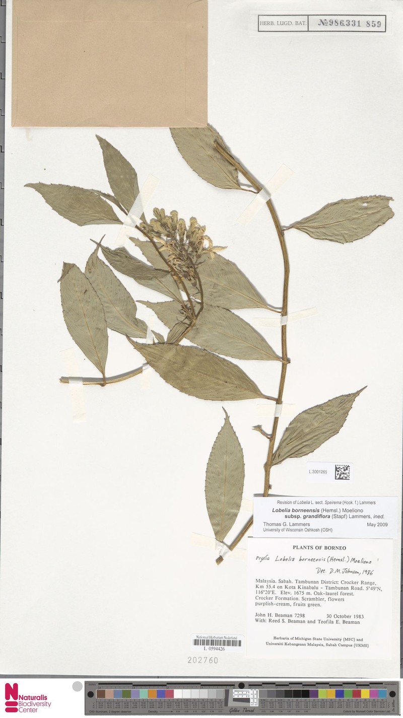 Lobelia borneensis subsp. grandiflora photo 3