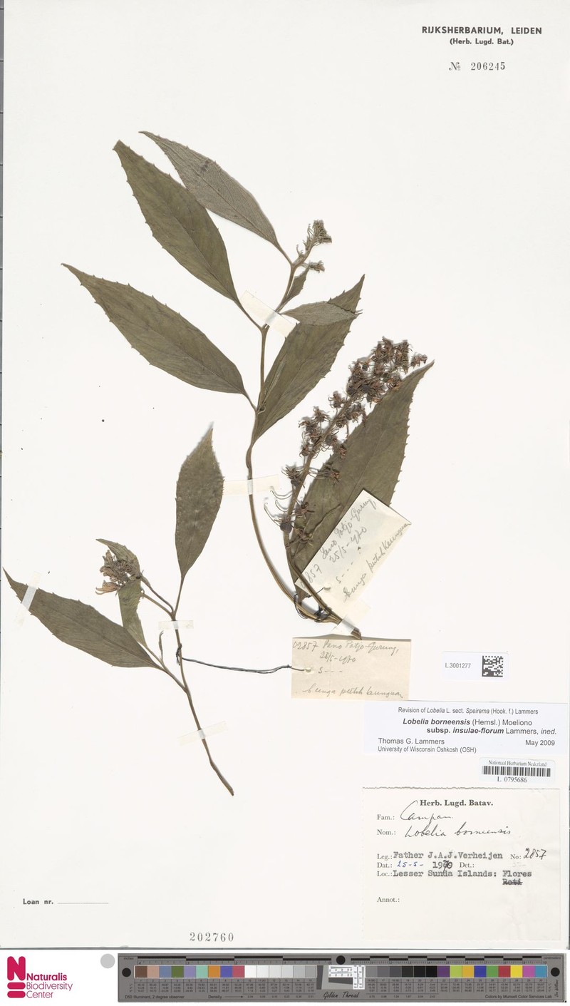 Lobelia borneensis subsp. insulae-florum