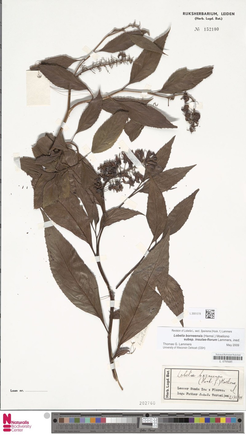 Lobelia borneensis subsp. insulae-florum photo 2