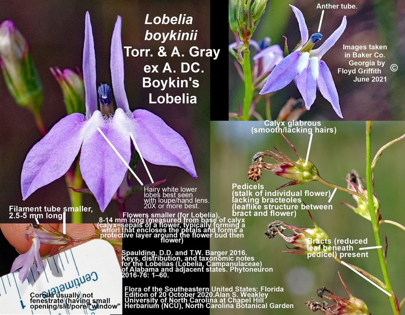 Boykin's Lobelia