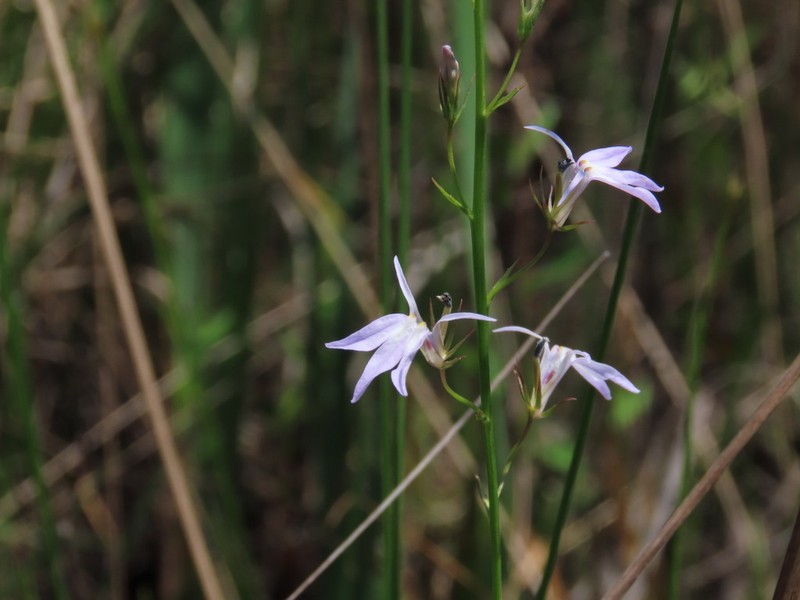 Boykin's Lobelia photo 2