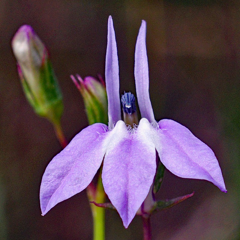 Boykin's Lobelia photo 3