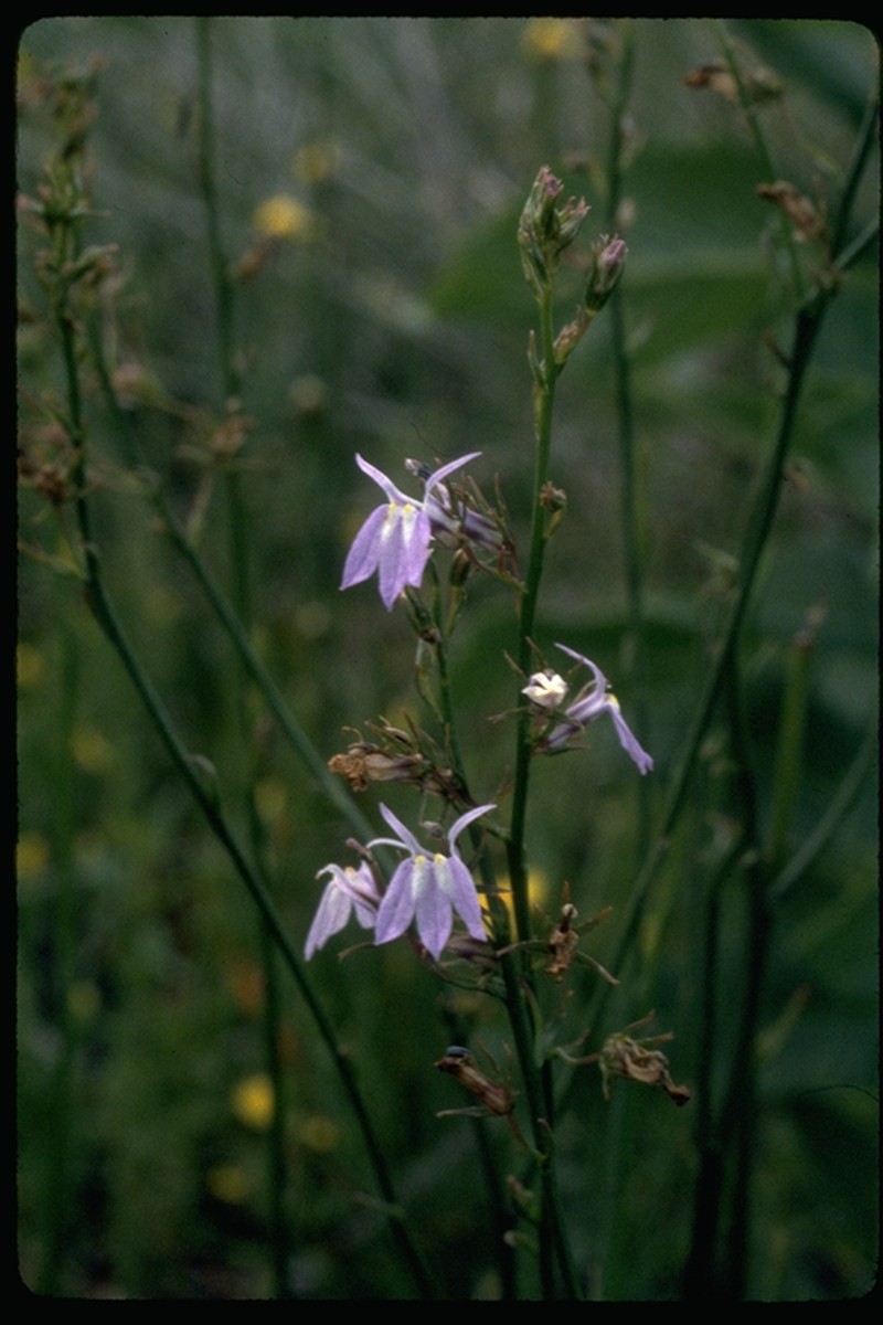Boykin's Lobelia photo 4