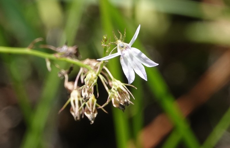 Boykin's Lobelia photo 7