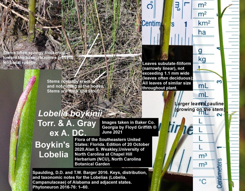 Boykin's Lobelia photo 8