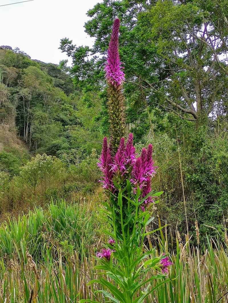 Lobelia brasiliensis