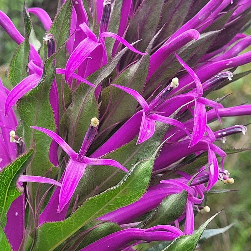 Lobelia brasiliensis photo 2