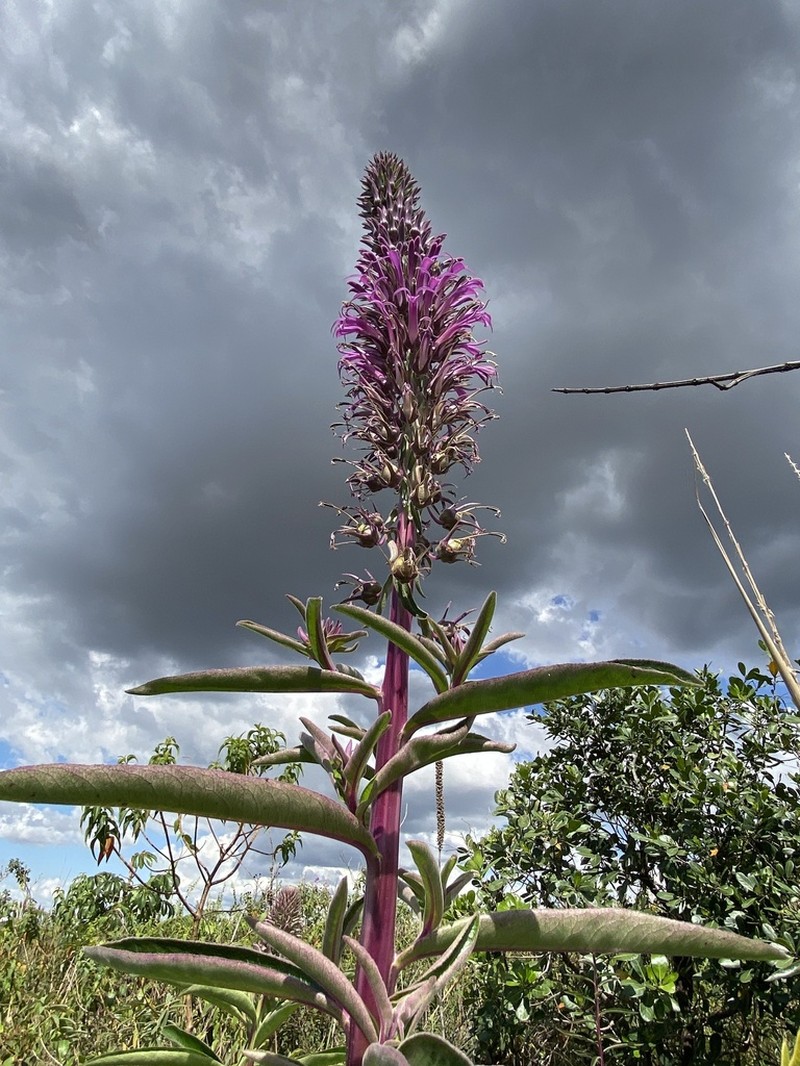 Lobelia brasiliensis photo 4
