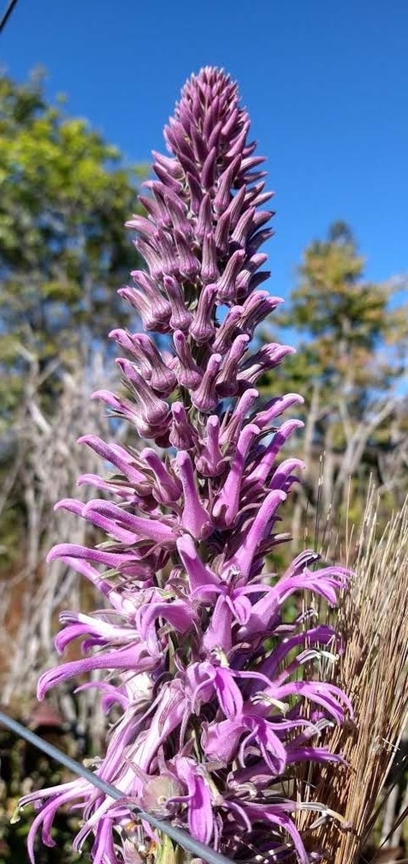 Lobelia brasiliensis photo 5