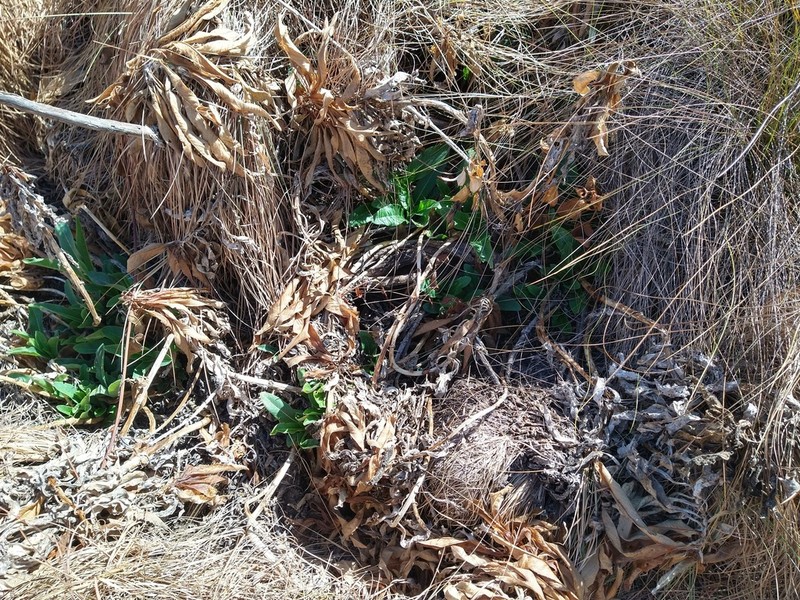 Lobelia brasiliensis photo 7