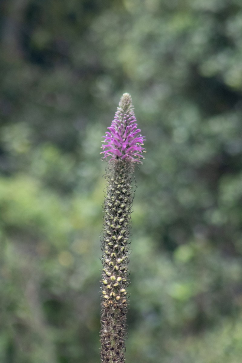 Lobelia brasiliensis photo 8