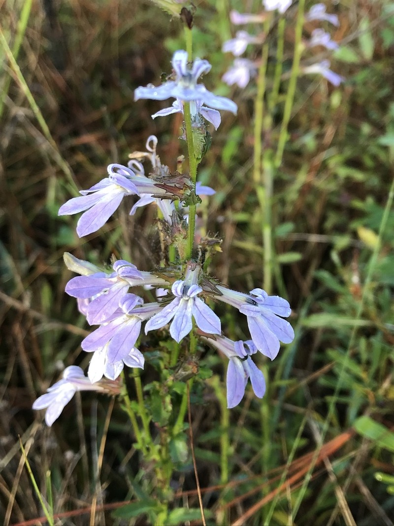 Shortleaf Lobelia