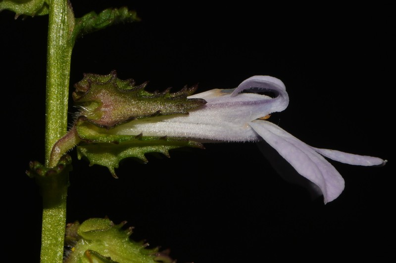 Shortleaf Lobelia photo 2