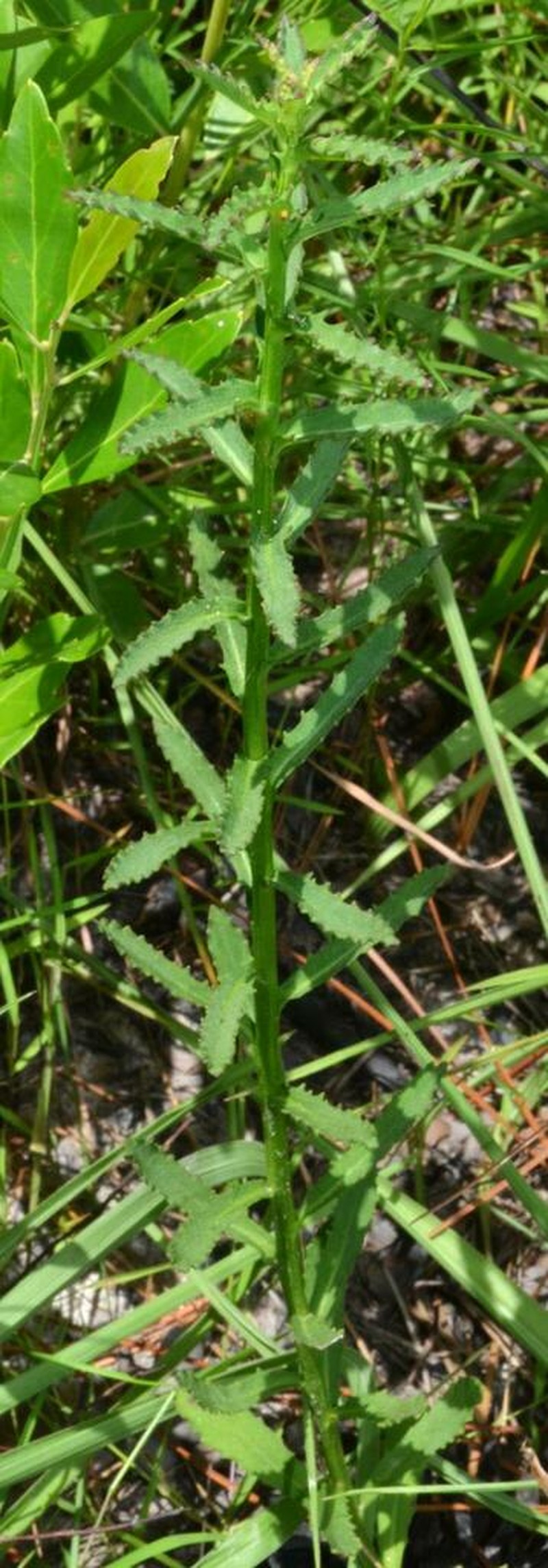 Shortleaf Lobelia photo 3