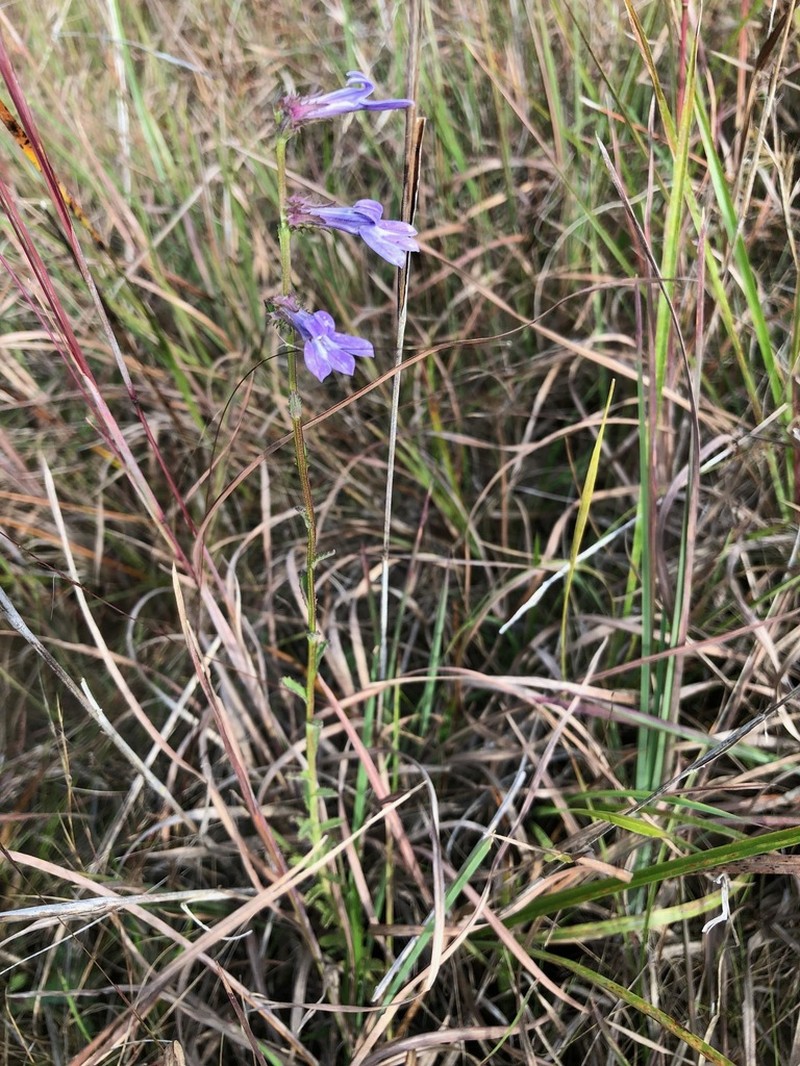 Shortleaf Lobelia photo 4