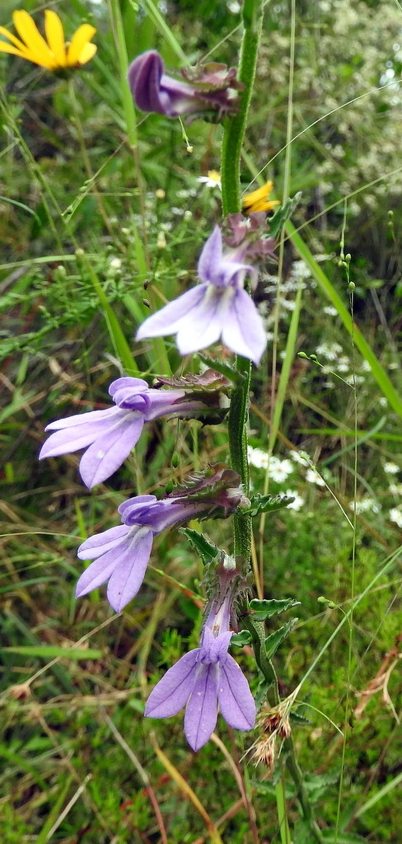 Shortleaf Lobelia photo 6